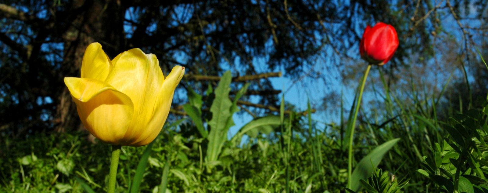 tulips | asheville, nc